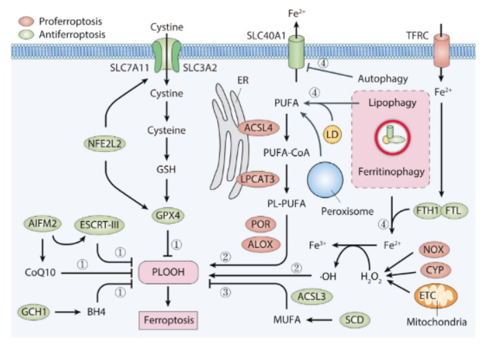 活性氧ros的产生 活性氧ros的产生