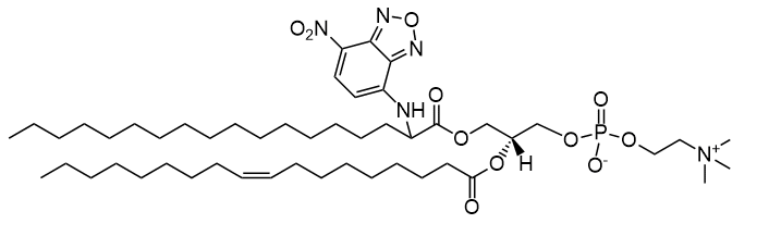 磷脂18:0(2-NBD)-18:1 PC|1-stearoyl(2-NBD)-2-oleoyl-sn-glycero-3-phosphocholine 磷脂18:0(2-NBD)-18:1 PC|1-stearoyl(2-NBD)-2-oleoyl-sn-glycero-3-phosphocholine
