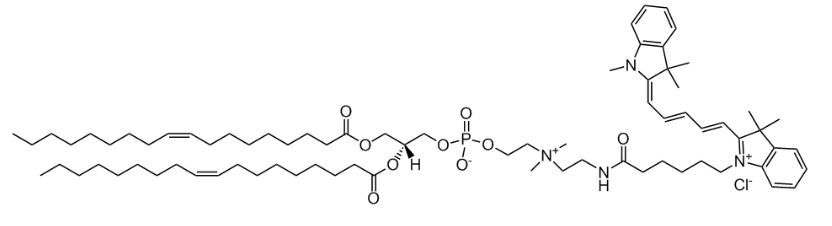 18:1 Cy5 PC|1,2-dioleoyl-sn-glycero-3-phosphocholine-N-(Cyanine 5)磷脂 18:1 Cy5 PC|1,2-dioleoyl-sn-glycero-3-phosphocholine-N-(Cyanine 5)磷脂