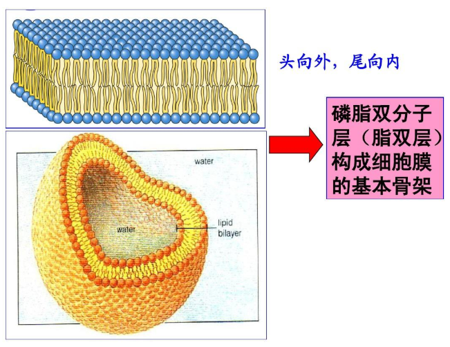 二硬脂酰基磷脂酰胆碱-双硫键-CY7 二硬脂酰基磷脂酰胆碱-双硫键-CY7