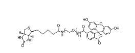 荧光素-聚乙二醇-氨基,FITC-PEG-NH2,Fluorescein-PEG-amine 荧光素-聚乙二醇-氨基,FITC-PEG-NH2,Fluorescein-PEG-amine