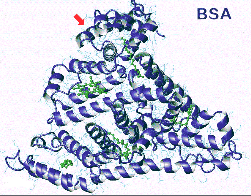 Hitamine-BSA组胺BSA Hitamine-BSA组胺BSA