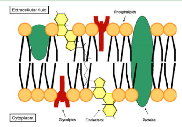 DSPE-PEG-PTP DSPE-PEG-PTP