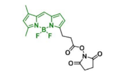 BDP FL NHS ester,146616-66-2 BDP FL NHS ester,146616-66-2