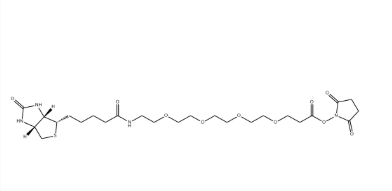 （+）-Biotin-PEG4-NHS Ester