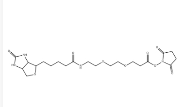 （+）-Biotin-PEG2-NHS Ester