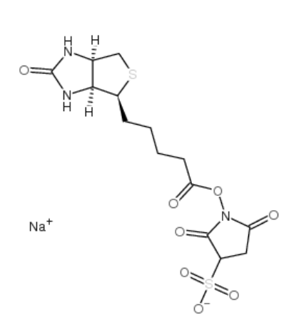 生物素 3-磺酸基-N-羟基琥珀酰亚胺钠盐 生物素 3-磺酸基-N-羟基琥珀酰亚胺钠盐