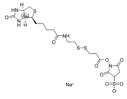 NHS-SS-biotin 