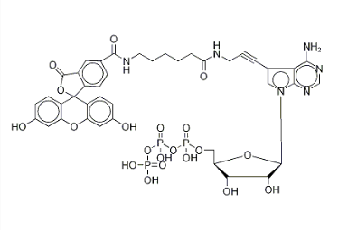 185971-89-5|Fluorescein Alkynylamino-ATP 185971-89-5|Fluorescein Alkynylamino-ATP