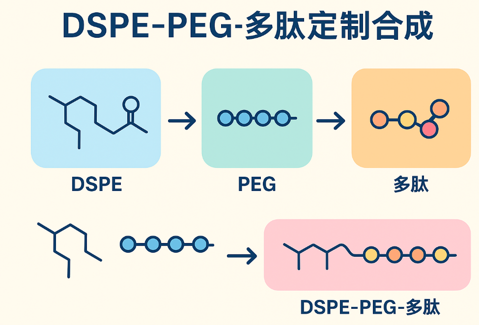 DSPE-PEG-多肽定制 DSPE-PEG-多肽定制