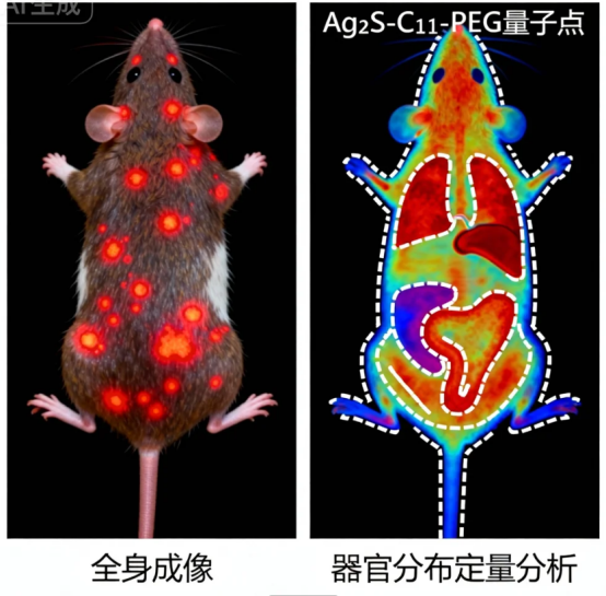 烷基链修饰PEG-Ag₂S量子点