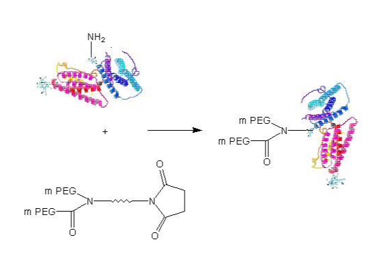 PEG修饰蛋白