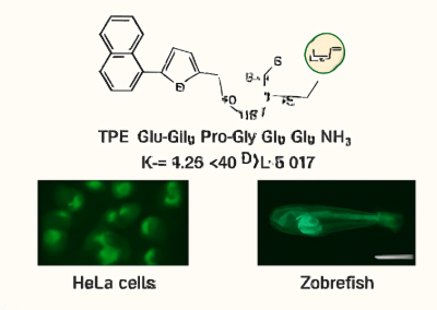 TPE-Glu-Glu-Pro-Gly-Glu-Glu-NH₂