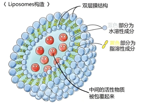 脂质体包药定制服务 脂质体包药定制服务