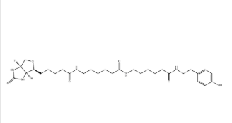 Biotin-XX Tyramide