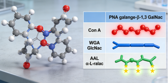 Cy5 标记花生凝集素