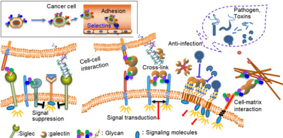 荧光标记凝集素