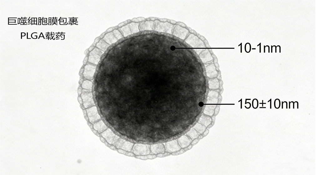 巨噬细胞膜包裹plga载药
