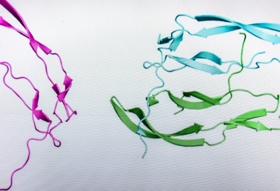 荧光标记凝集素定制技术-西安pg电子娱乐游戏app
生物
