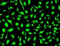 FITC-卵白蛋白（Ovalbumin）定制合成技术-西安pg电子娱乐游戏app
生物